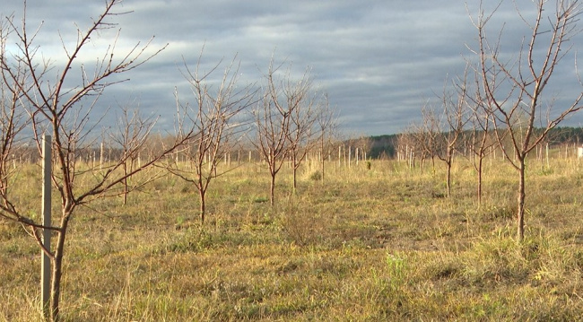 Победа коломенского вишнёвого хозяйства