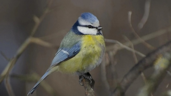 Самыми распространёнными зимующими птицами в регионе оказались большая синица, лазоревка и свиристель