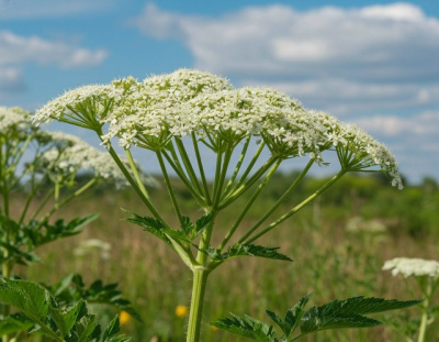 С 1 марта 2026 года владельцы земель обязаны уничтожать борщевик и другие сорняки  