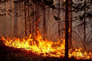 Что делать, если вы увидели лесной пожар?