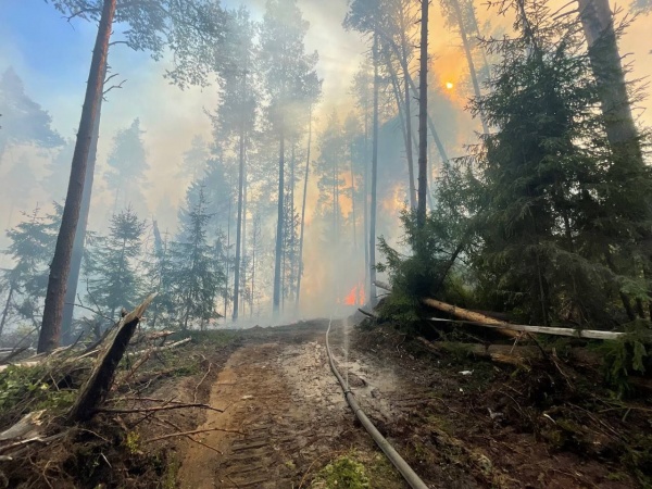 Количество лесных пожаров в Подмосковье снизилось