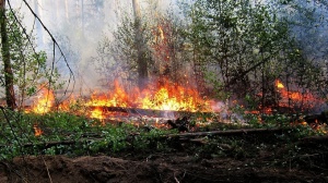 Количество лесных пожаров в регионе в этом году сократилось на 25%