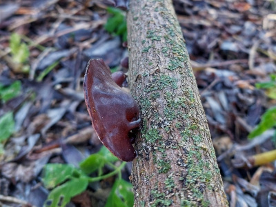 Луховицкий грибник нашёл &quot;Аурикулярию уховидную&quot; под Белоомутом  
