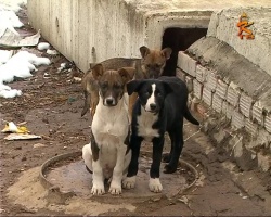 Проблема бродячих собак в Коломне остается актуальной