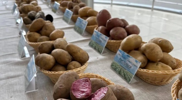 Два сорта озёрского картофеля вошли в пятёрку лучших в России