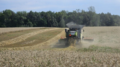 Уборка озимой пшеницы в озёрском агрохолдинге &quot;ОСП агро&quot; уже завершена