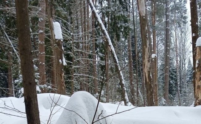Более 12 гектаров санитарных рубок запланированы в городском округе Коломна