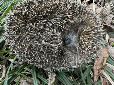 В Московской области проснулись ежи 