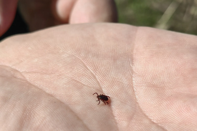 Акарицидную обработку от клещей проведут в парках городского округа Коломна