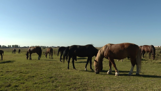 Работа с лошадьми – большой и тяжёлый труд