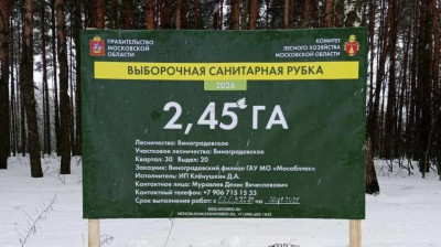 2,45 гектара леса в Воскресенске подвергнутся санитарной рубке 