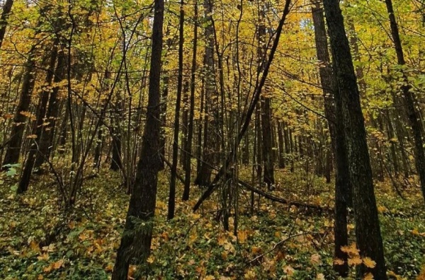 Поздней осенью лес всё ещё манит грибников