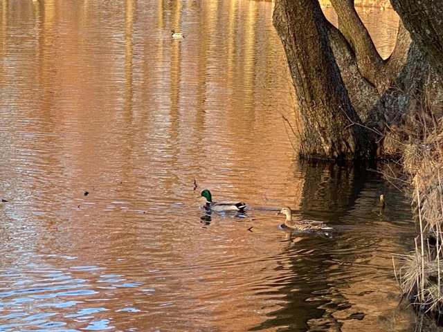 Голосуем за очистку водоёмов!