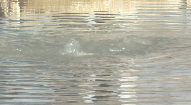 Фонтан на улице Добролюбова бьёт уже четвёртые сутки