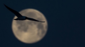 Полная Луна помешает жителям московского региона наблюдать звездопад Геминиды