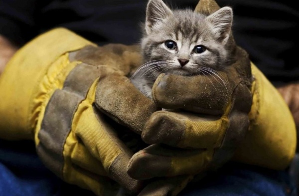 Сотрудники газовой службы спасли котёнка, попавшего в вентканал МКД