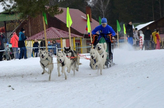 В Егорьевске пройдут гонки на собачьих упряжках