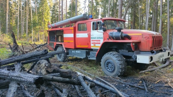 За препятствие тушению лесных пожаров будут наказывать