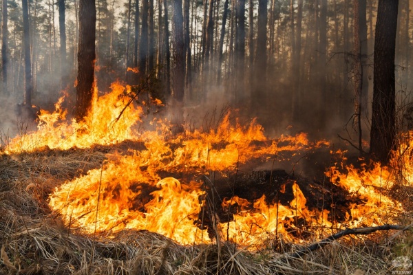 Леса и торфяники продолжают гореть