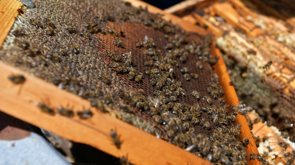 Подмосковные пчеловоды не прогнозируют подорожание мёда