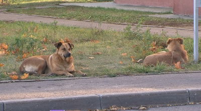Инновационный сервис поиска пропавших питомцев в "Доброделе" 