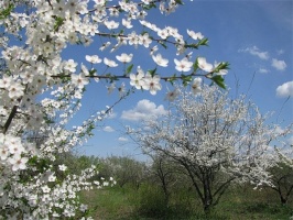 В Коломенском районе высадили вишнёвый сад