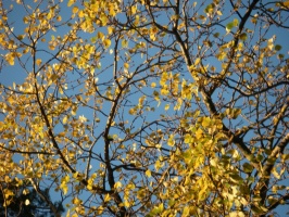 Госадмтехнадзор не допустит ковра из желтых листьев