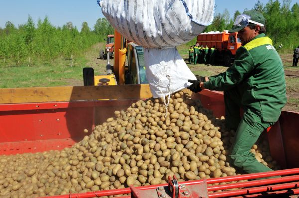 В Подмосковье посадили 97% картофеля 
