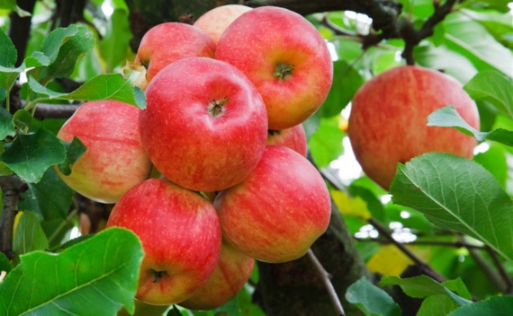 Яблочные сады Коломны оказались в пятёрке лучших по России