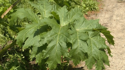 Коломна готовится к борьбе с борщевиком