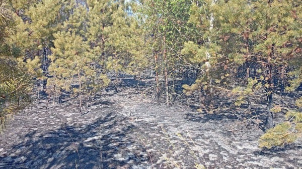 За выходные ликвидировали 10 лесных пожаров