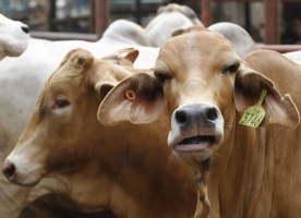 На оздоровление скота в прошлом году потратили 22 млн рублей
