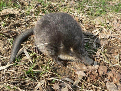 Парадоксальная стрессоустойчивость русской выхухоли 