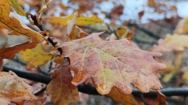 Как опавшая листва влияет на экосистему