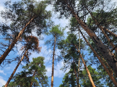 В Луховицах нашли мёртвого грибника