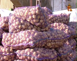 С полей совхоза "Сергиевский" собрали уже почти 1000 тонн картофеля