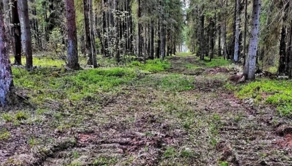  В луховицких лесах прочищено более 53 км просек