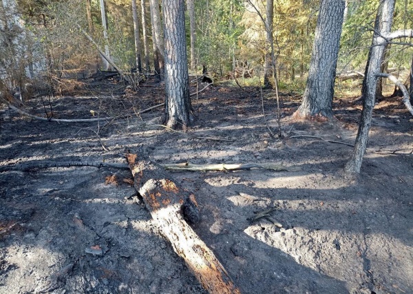 В сентябре в Подмосковье прогнозируют невысокий риск лесных пожаров