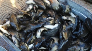 Около 12 тысяч мальков сазана выпустили в реку Воблю
