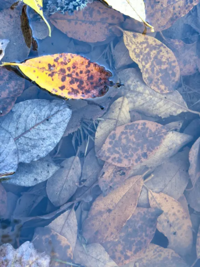 13 сентября в Подмосковье возможны заморозки