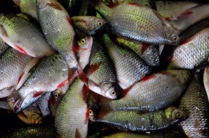 В Подмосковье отмечается массовая гибель рыбы