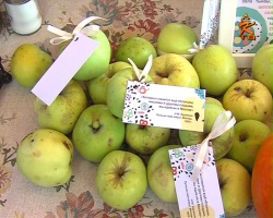В субботу в городе в пятый раз прошел фестиваль "Антоновские яблоки"