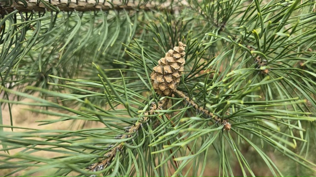В Маливском лесничестве подвели итоги восстановления леса