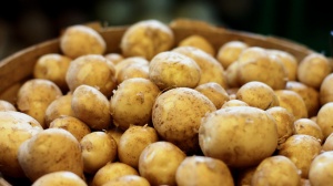 Иранский сюрприз на складе в Коломне: 20 тонн картофеля с бурой гнилью