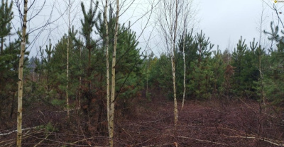 В городском округе Коломна продолжаются рубки ухода в молодняках