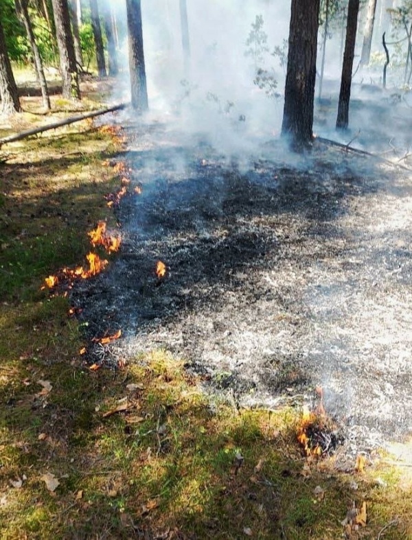 Огнеборцы приезжают на лесной пожар меньше, чем за час