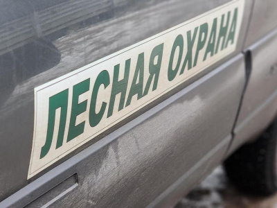 Луховицкое лесничество борется с незаконными рубками ёлок