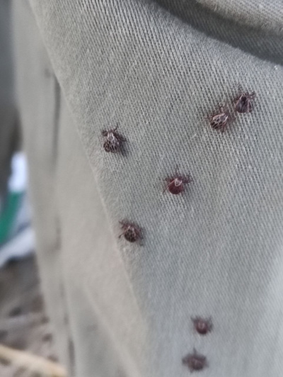 Клещи в Подмосковье продолжают оставаться активными