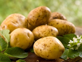 Урожай картофеля в регионе в этом году вырос на 35%