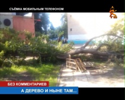 "И так сойдёт" - рухнувшее несколько дней назад дерево на улице Макеева не спешат убирать